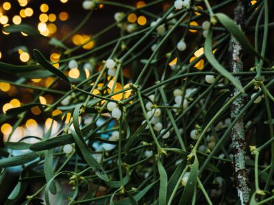 Cost of mistletoe therapy in india | Abnoba