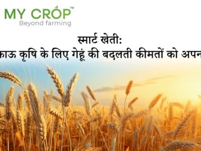 Book My Crop - Connecting Wheat Suppliers and Buyers in Gujarat